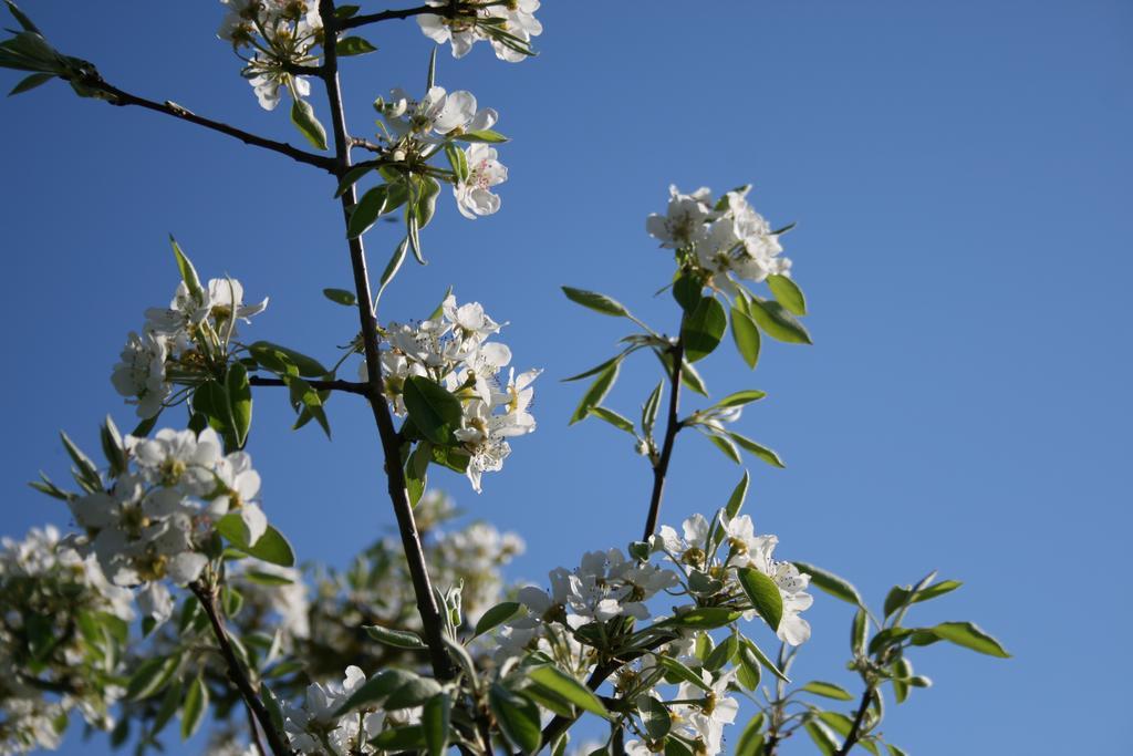 Il Giardino Di Gabri Frühstückspension Rom
