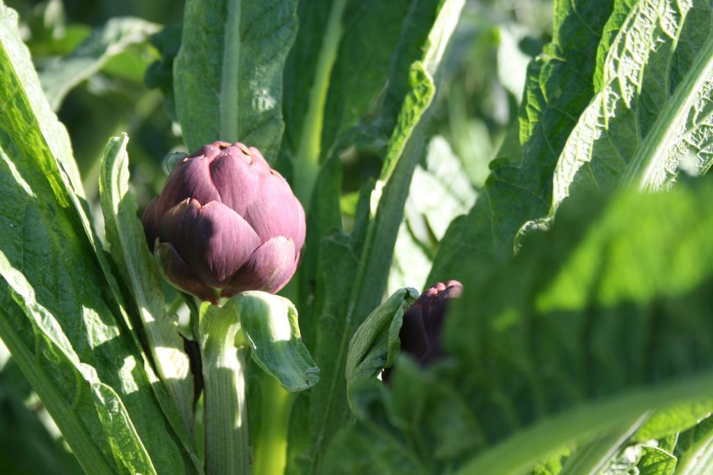 Frühstückspension Il Giardino Di Gabri