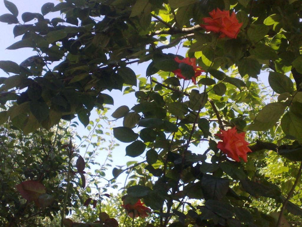 Frühstückspension Il Giardino Di Gabri *