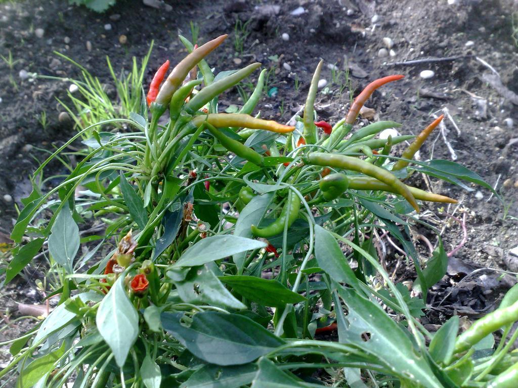 Il Giardino Di Gabri Frühstückspension Rom